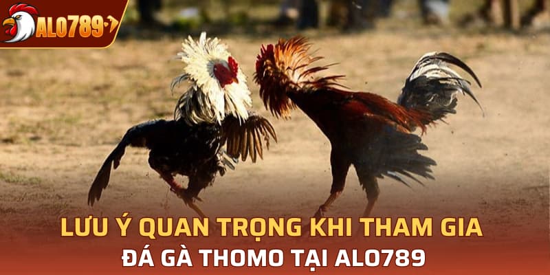 Lưu ý quan trọng khi tham gia đá gà Thomo tại Alo789