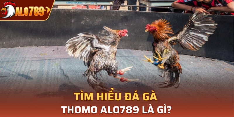 Tìm hiểu đá gà Thomo Alo789 là gì?